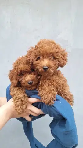 Anak poodle jantan