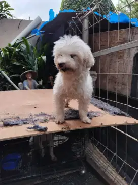 Adopsi anjing pudle