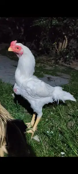 Pacek aseel parrot ory