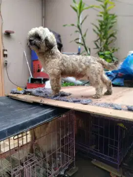 Adopsi anjing pudle
