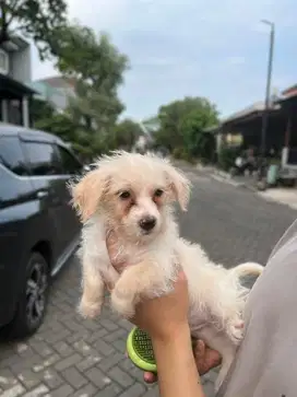Anakan pom mix betina/jantan