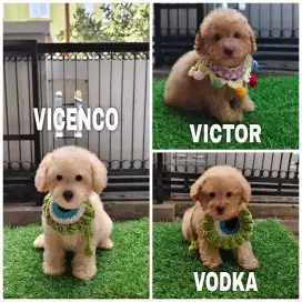 Fawn tiny poodle jantan