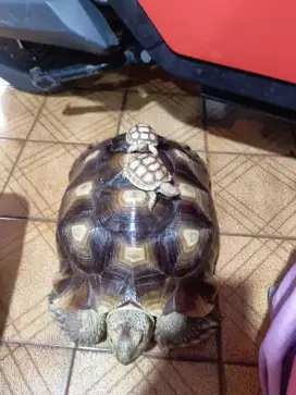 Sulcata Ukuran 35 Cm