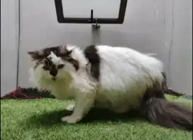 Kucing ragdoll betina or jantan