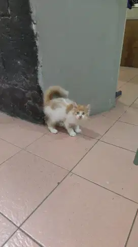 Kucing kitten persia longhair jantan
