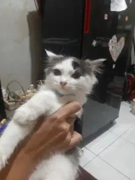 Kucing persia mix 4 bulan