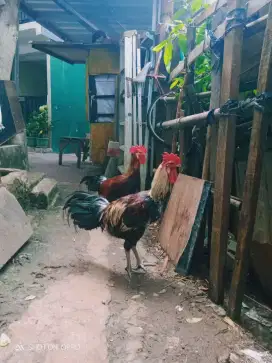 Dijual ayam plung dewasa 2 ekor Jantan
