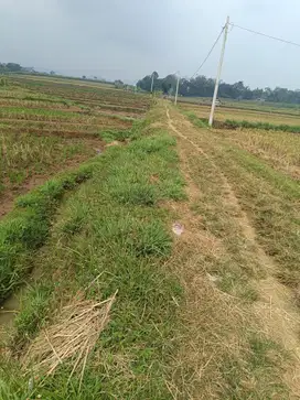 Dijual sawah subur dikaranganyar
