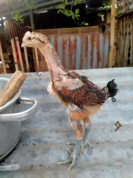 Anakan ayam pelung dan arab