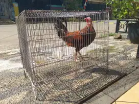 Ayam Bekisar Merah, 500,000