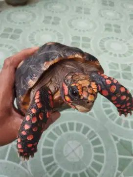Kura-kura darat, Redfoot