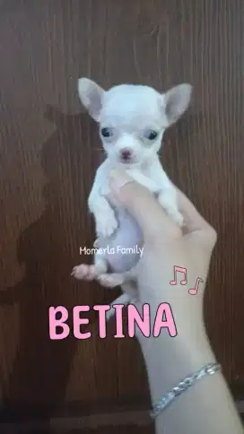 CHIHUAHUA MUNGIL STB