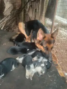 anakan herder / German sharpherd 1 jantan 3 betina