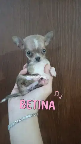 CHIHUAHUA MUNGIL STB PERKIN