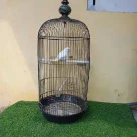 Burung lovebird
