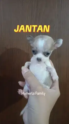 CHIHUAHUA MUNGIL STB