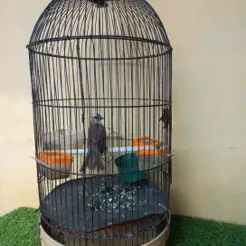 Burung trucukan