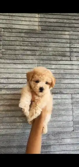Poodle apricot betina