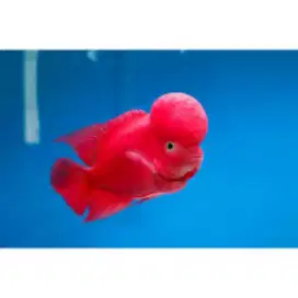 Louhan super red monkey