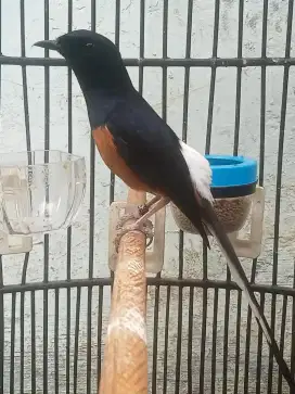 Burung rawatan murah batu