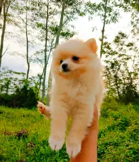 Anjing pom lucu, anjing lucu, anjing mini pom