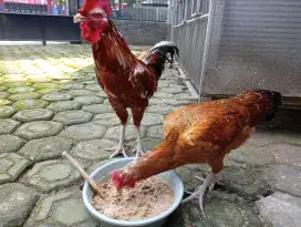Sepasang ayam pelung usia 9 bulan.