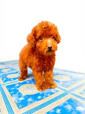 Toy poodle, anjing poodle, red toy poodle
