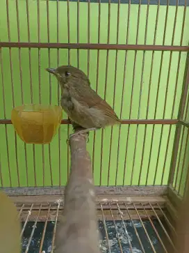 Burung flamboyan gacor