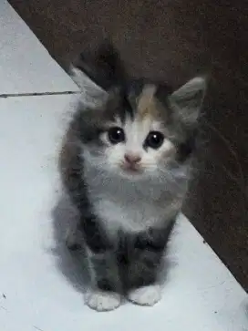 Kitten usia 6 minggu
