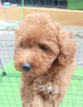 Anjing poodle, red toy poodle, anjing toy poodle