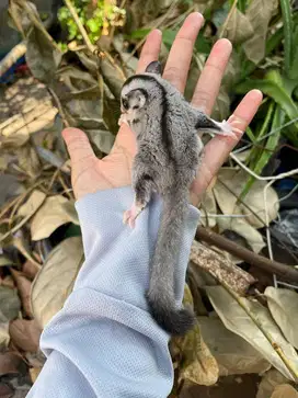 Sugar glider lowmozaik