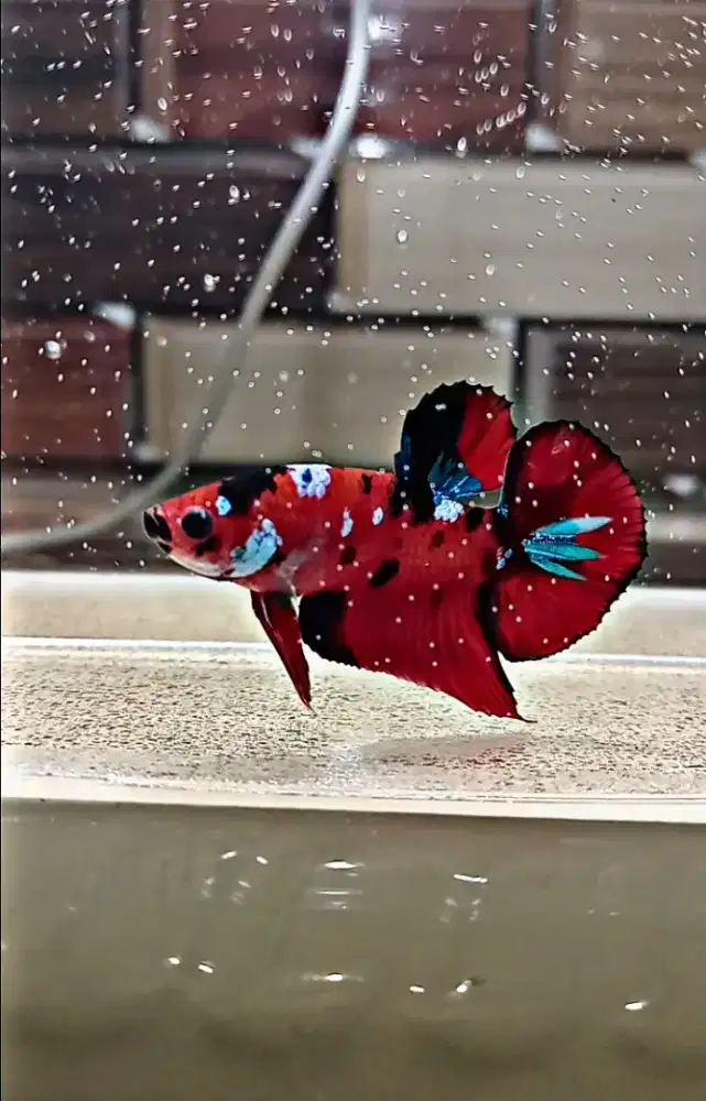 Ikab Cupang Red Galaxi