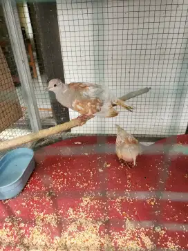 Burung Puter Irak