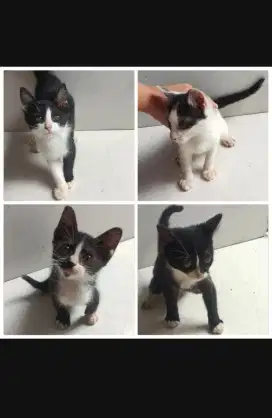 KITTEN BSHXDOMESTIK BETINA GANTI PAKAN AJA