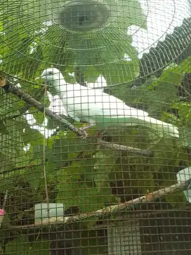 PUTER JANTAN MATA KUNING GACOR 350 RAWATAN LAMA