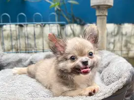For sale Male Puppy Chi Hua Hua Long Hair