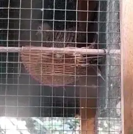 Perkutut cemani bekas pejantan