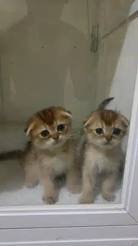 Kucing scotis fold