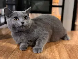 Bsh anakan import