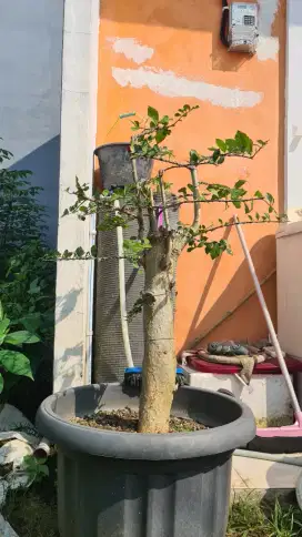 Bonsai Serut Mantap