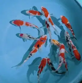 Ikan koi size 15cm sampai 18cm
