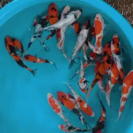 Ikan koi size 15cm