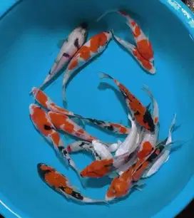 Ikan koi size 15cm