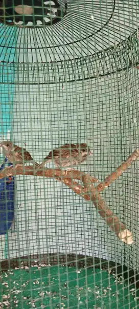 Burung gereja mandiri