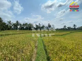 Dijual Tanah Sawah Murah di Desa Segobang, Licin - Banyuwangi