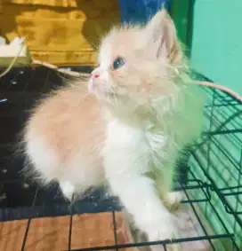 Persia flatnose