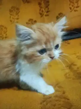 Persia flatnose