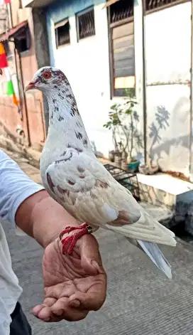 Burung Merpati Blorok