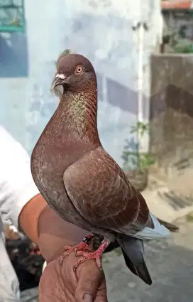 Burung merpati Kelabu slap
