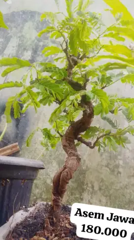 Bonsai asam jawa